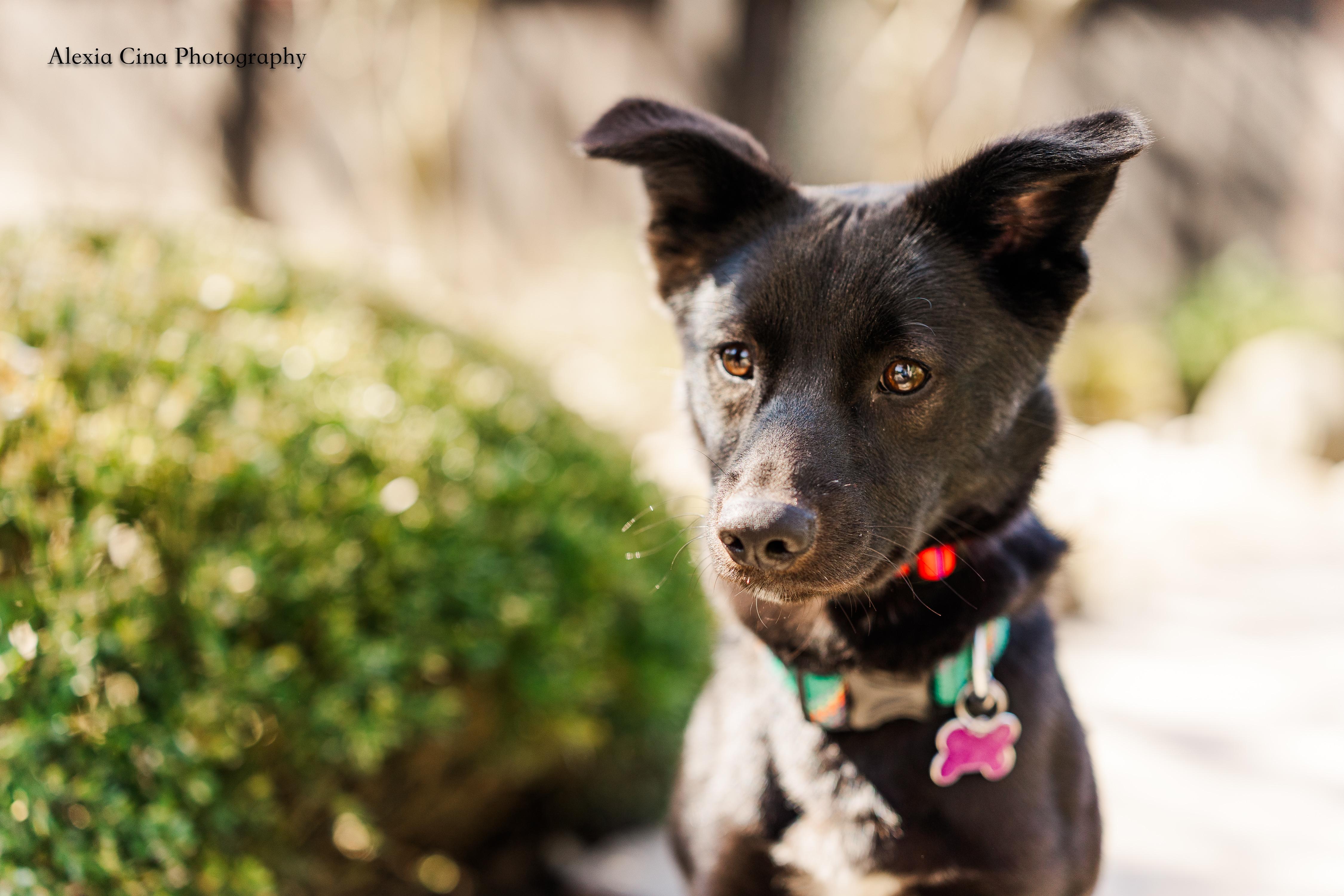 Enlarge Link, a ADOPTABLE mixed breed in Drumbo, ON image 4/4