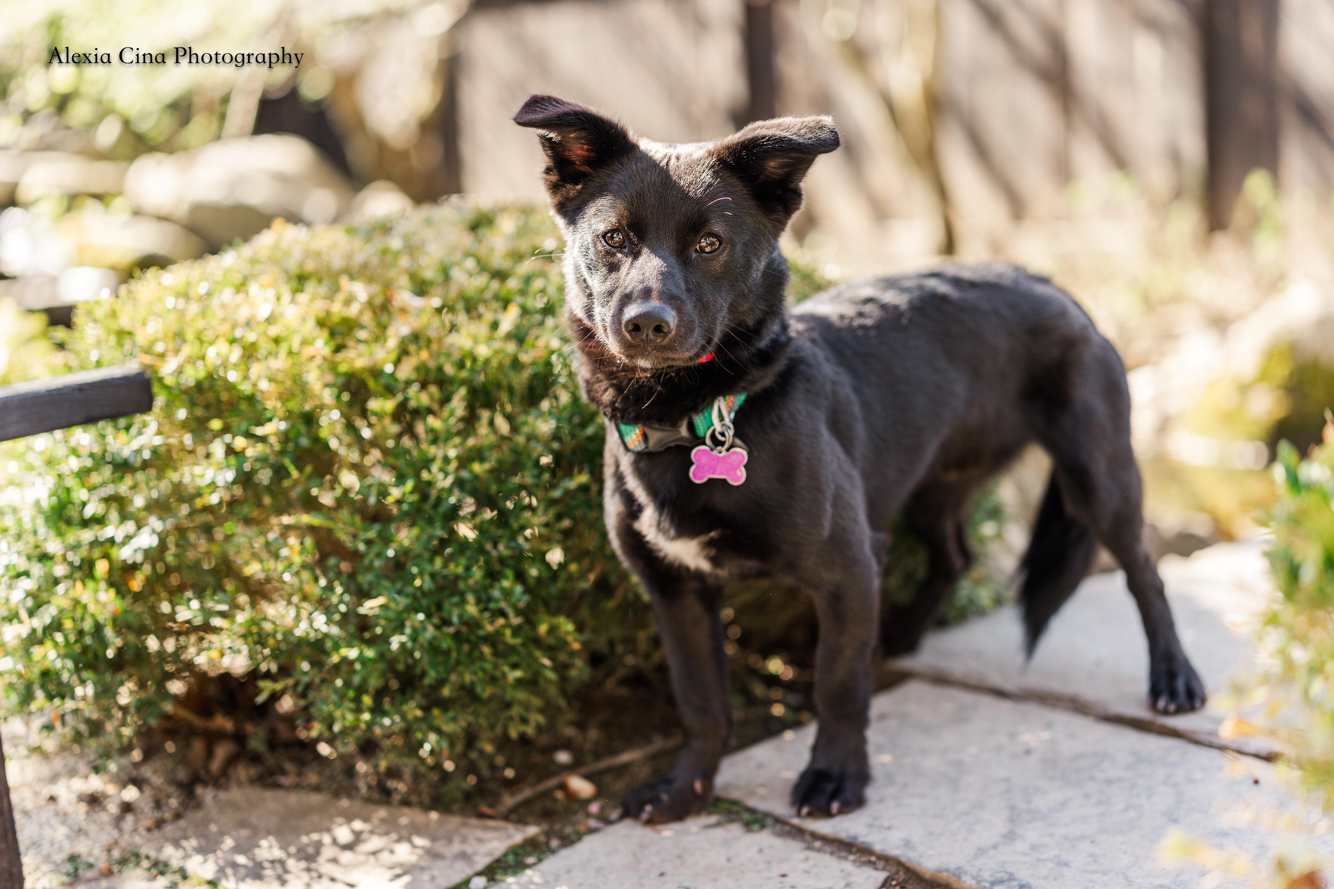 Enlarge Link, a ADOPTABLE mixed breed in Drumbo, ON image 2/4