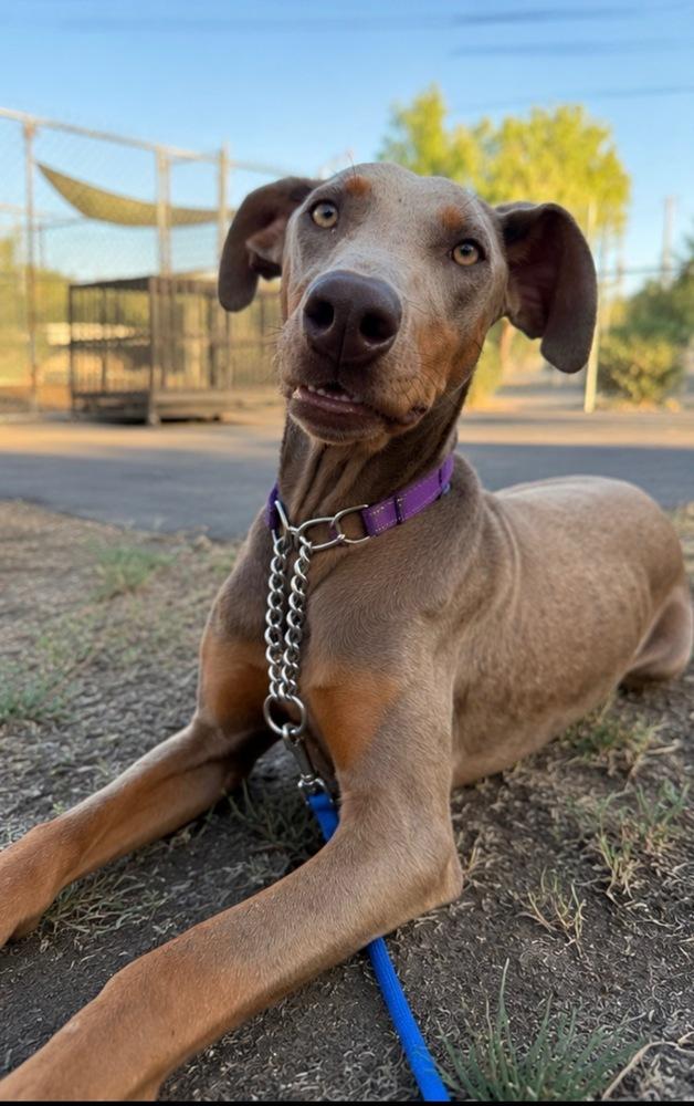 Summer Bug, Adoptable, Young Female Doberman Pinscher.