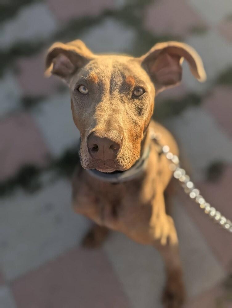 Summer Bug, a Adoptable mixed breed in Pleasant Hill, CA image 2/5