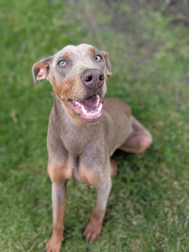 Summer Bug, a Adoptable mixed breed in Pleasant Hill, CA image 3/5