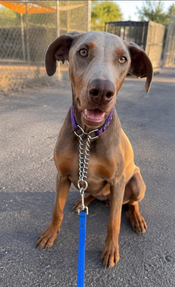 Summer Bug, a Adoptable mixed breed in Pleasant Hill, CA image 4/5