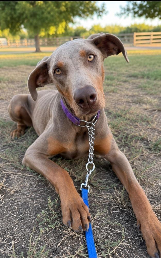 Summer Bug, a Adoptable mixed breed in Pleasant Hill, CA image 5/5