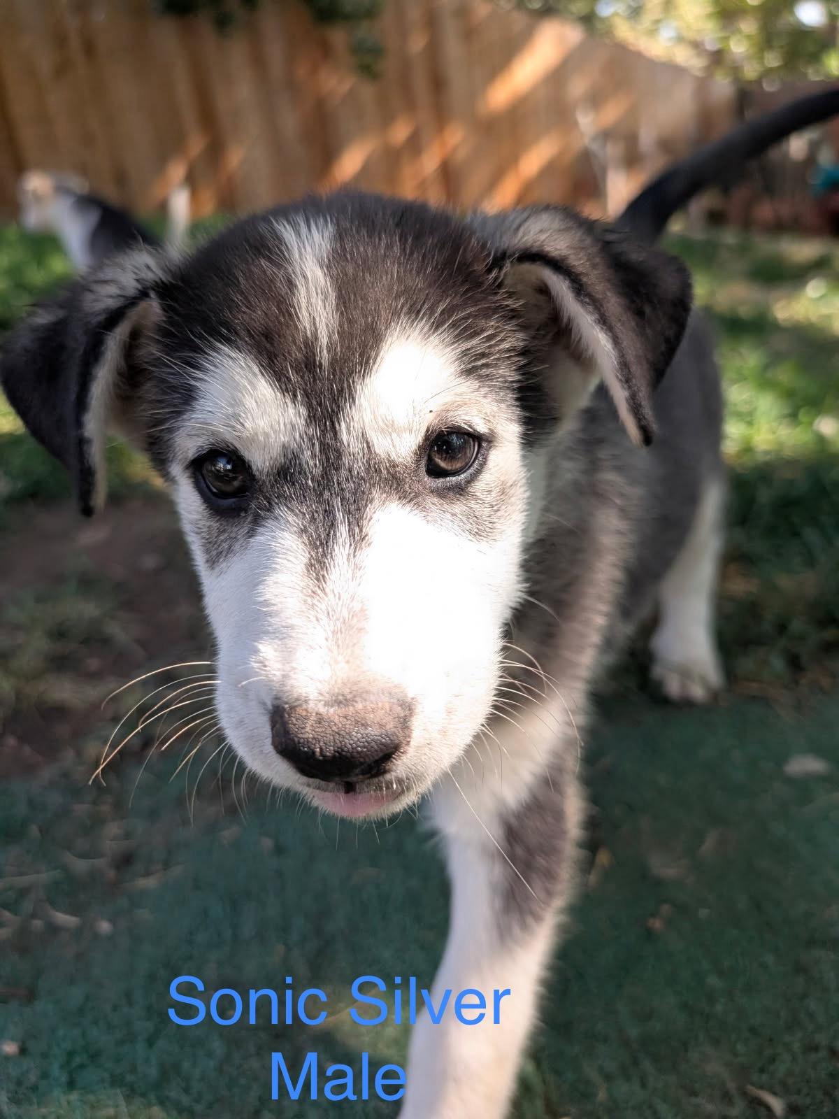 Sonic Silver, a Adoptable Siberian Husky in Denver, CO image 1/6