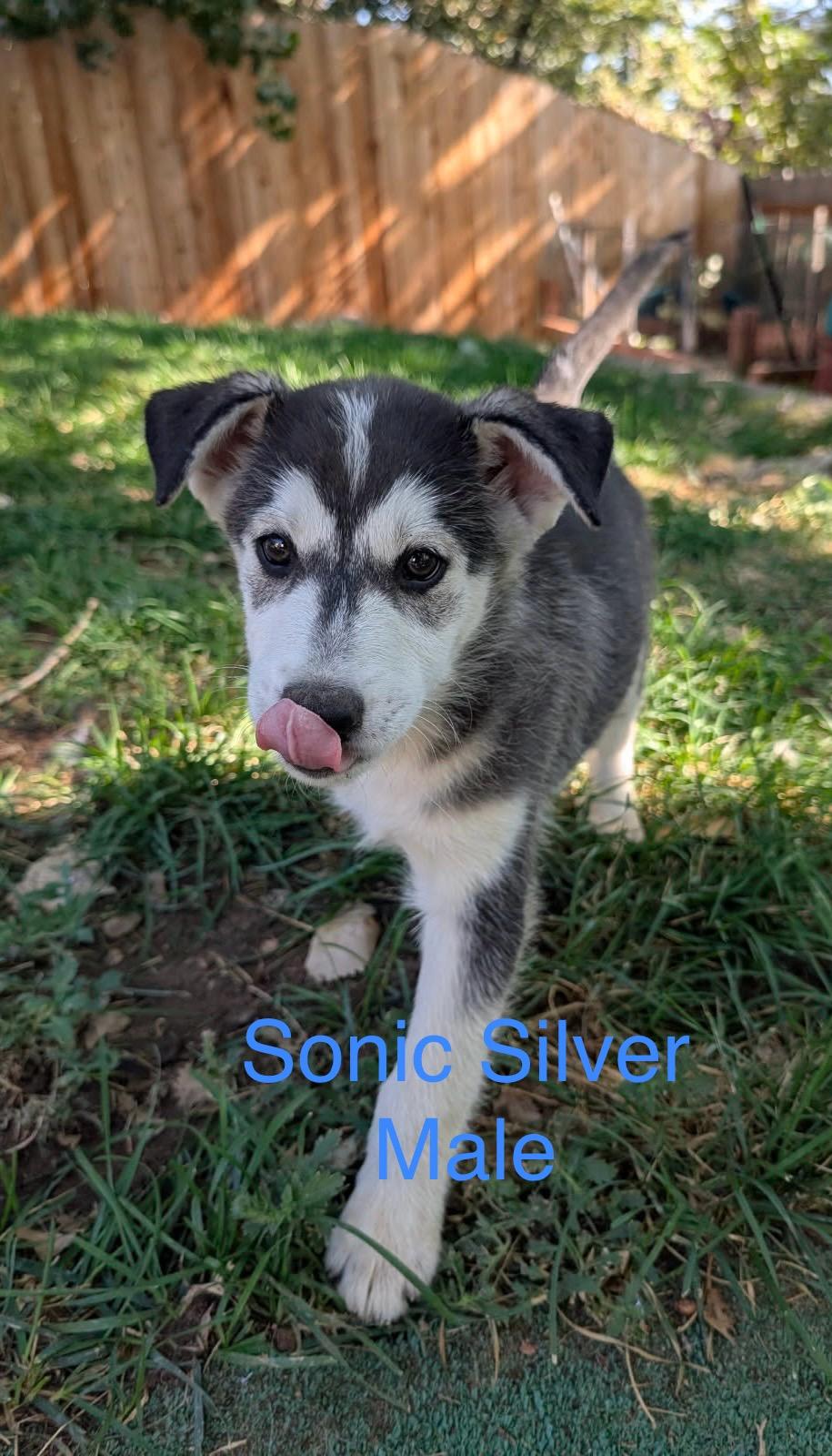 Sonic Silver, a Adoptable Siberian Husky in Denver, CO image 2/6