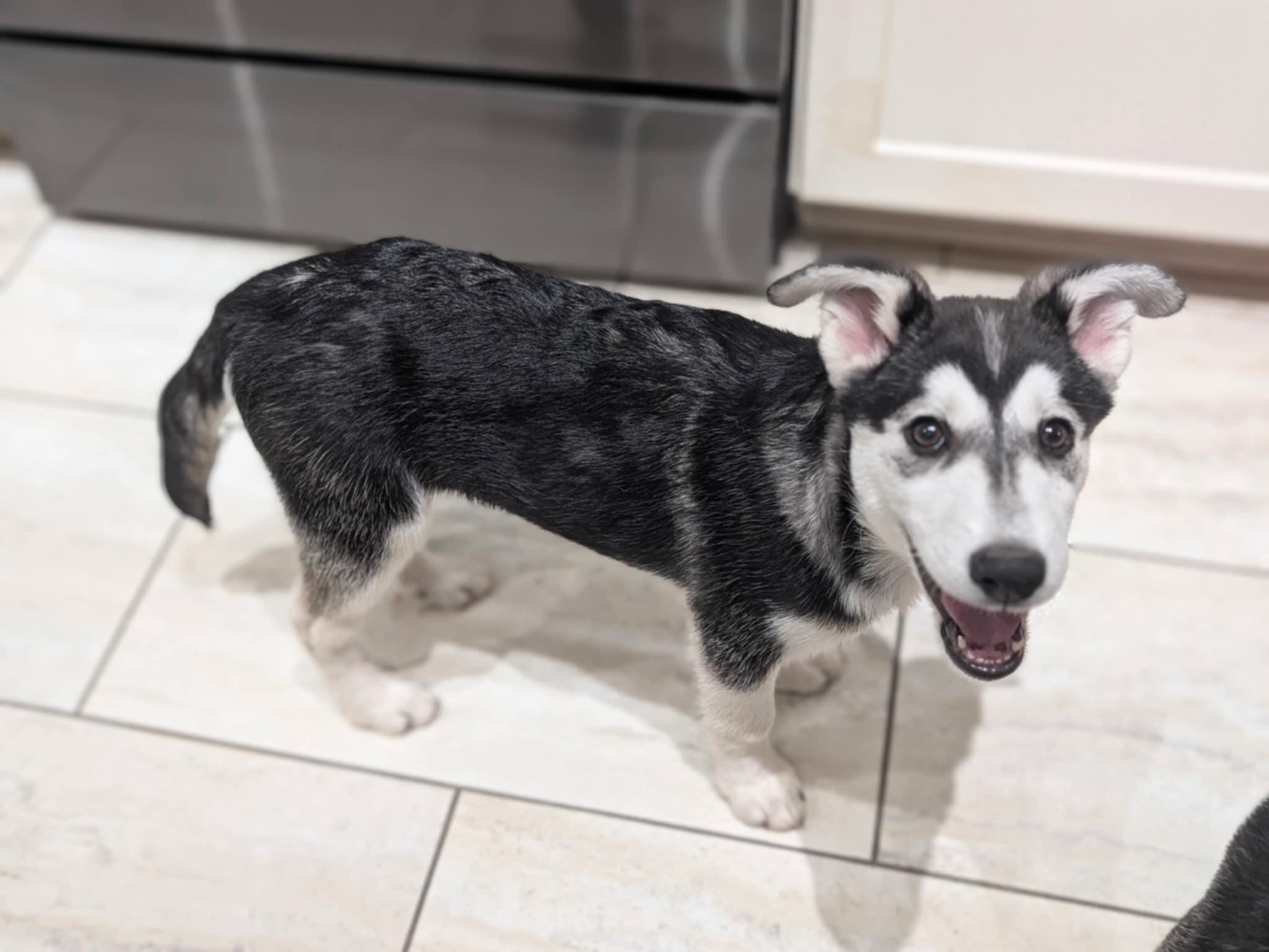 Sonic Silver, a Adoptable Siberian Husky in Denver, CO image 3/6
