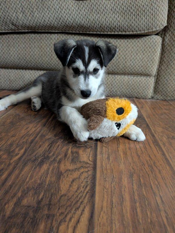 Sonic Silver, a Adoptable Siberian Husky in Denver, CO image 4/6