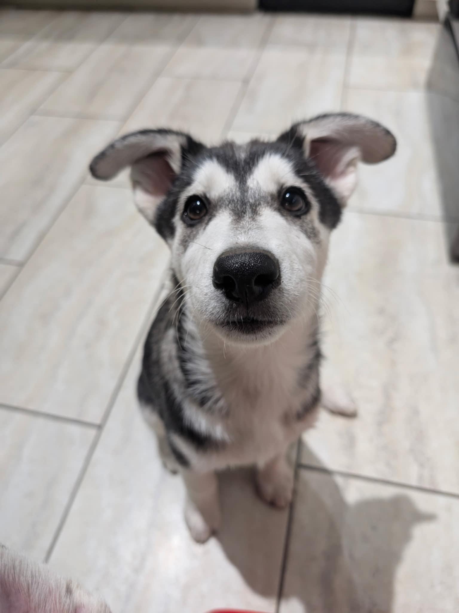 Sonic Silver, a Adoptable Siberian Husky in Denver, CO image 5/6