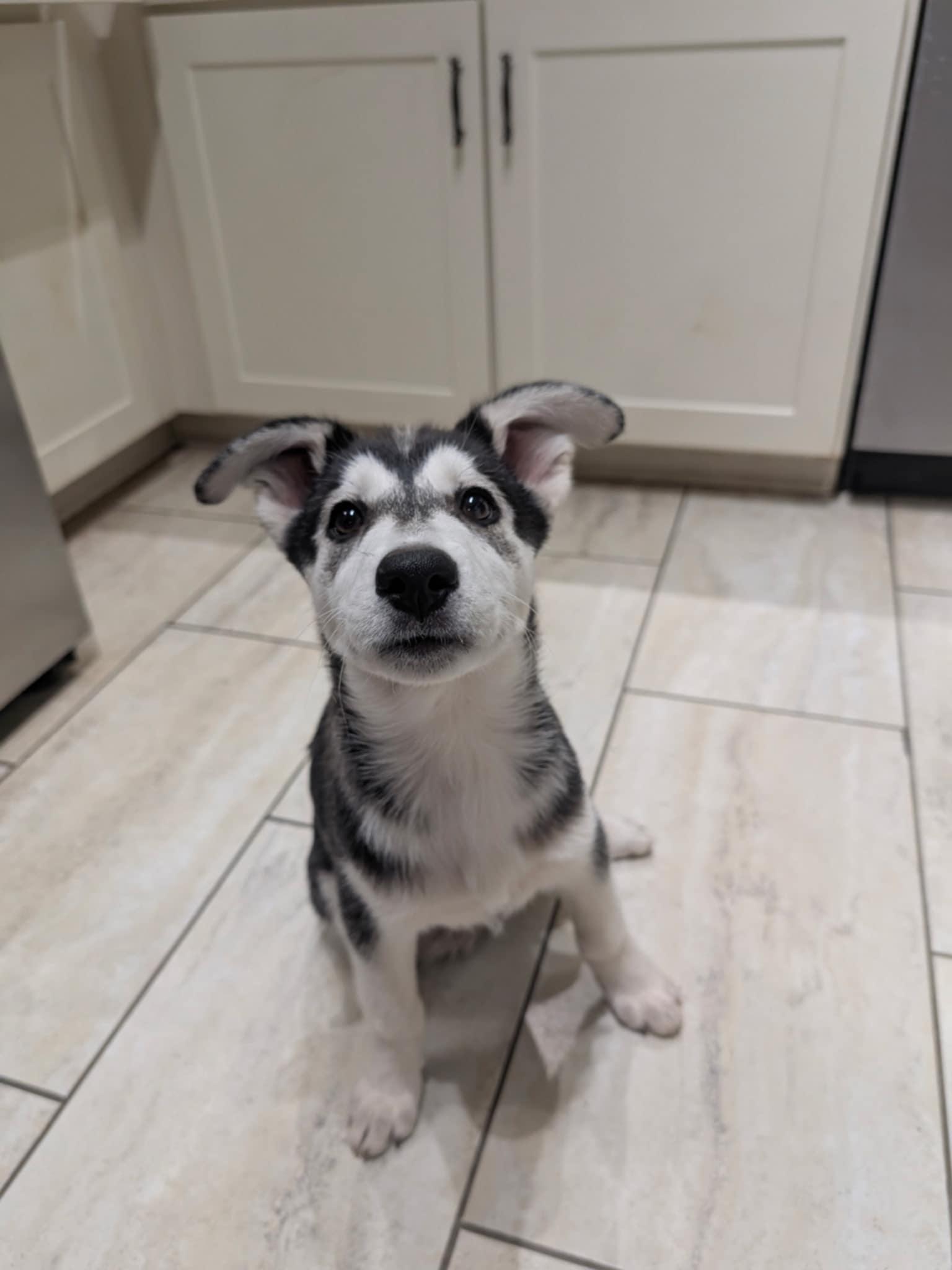 Sonic Silver, a Adoptable Siberian Husky in Denver, CO image 6/6