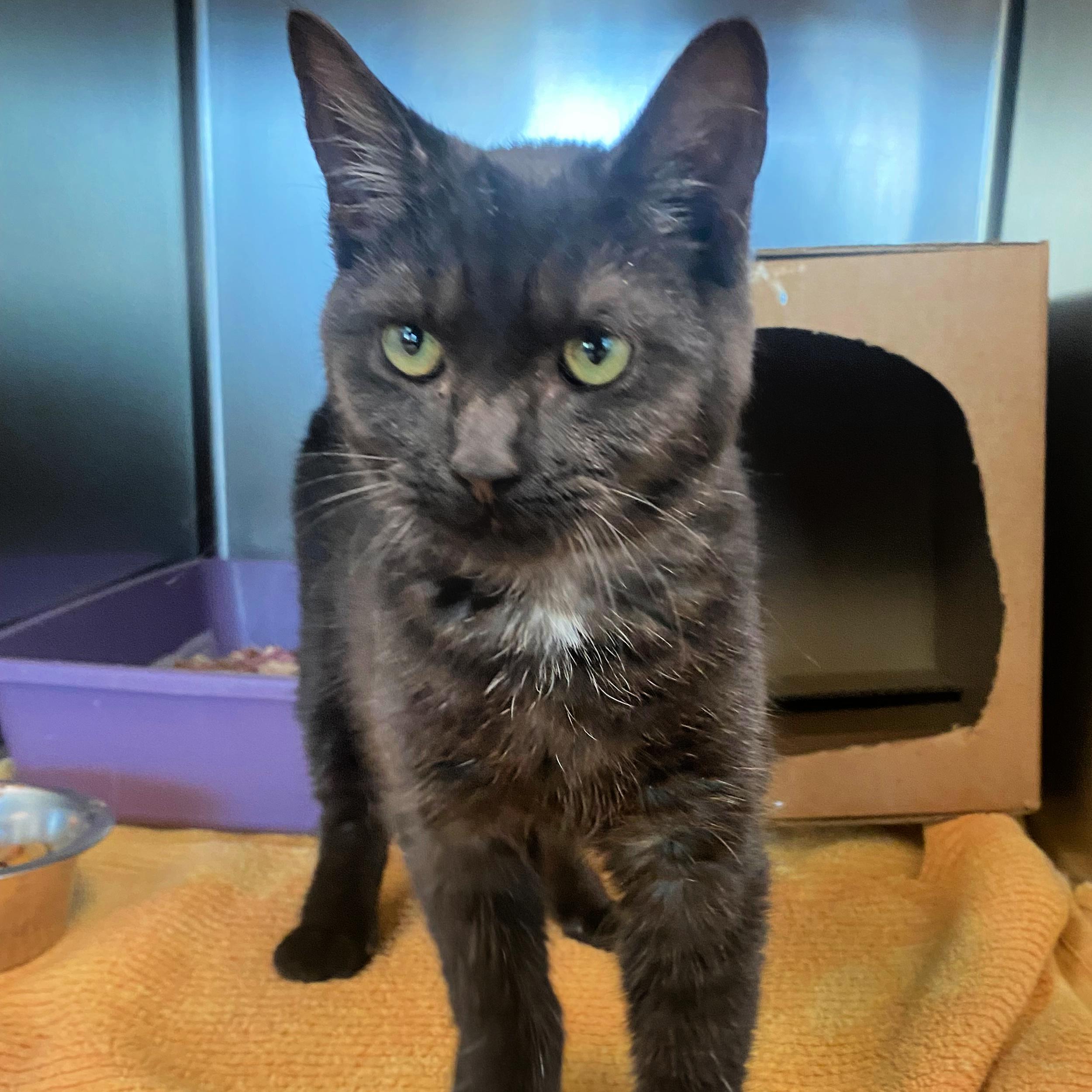 Enlarge Blitzen, a ADOPTABLE mixed breed in Lindon, UT image 1/1