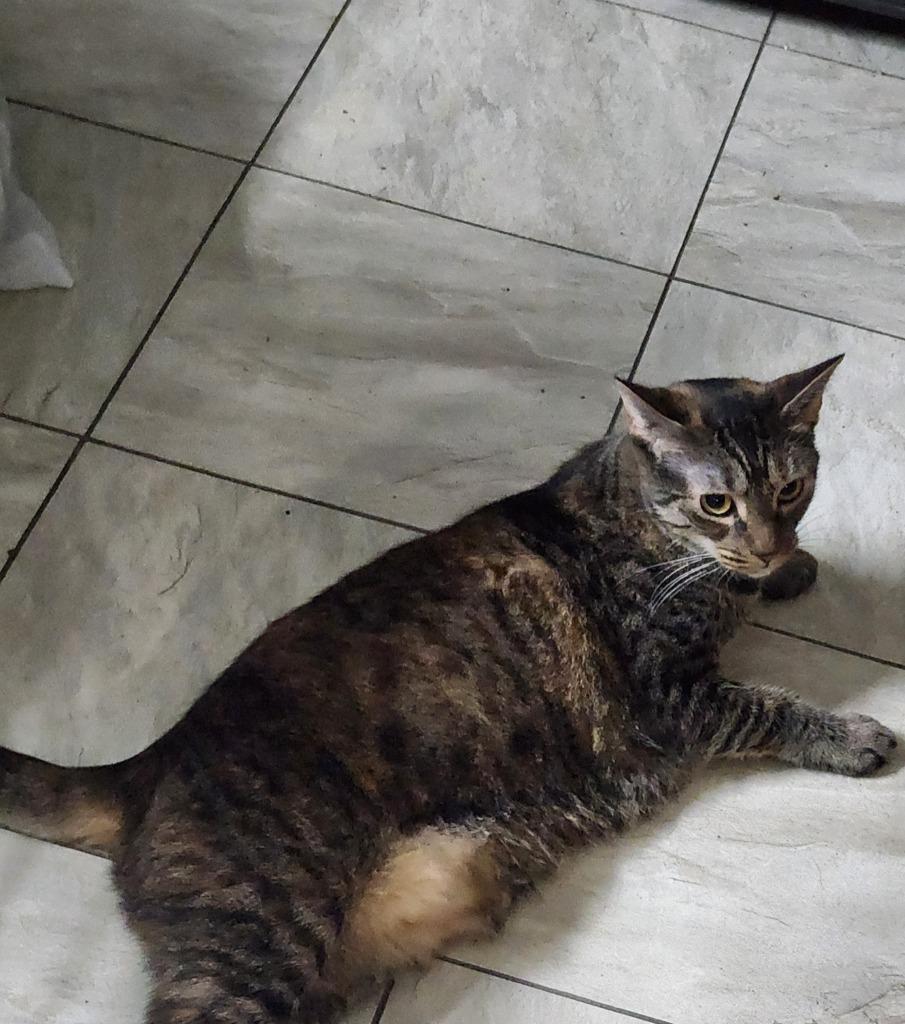 Army, Adoptable, Adult Female Domestic Short Hair.