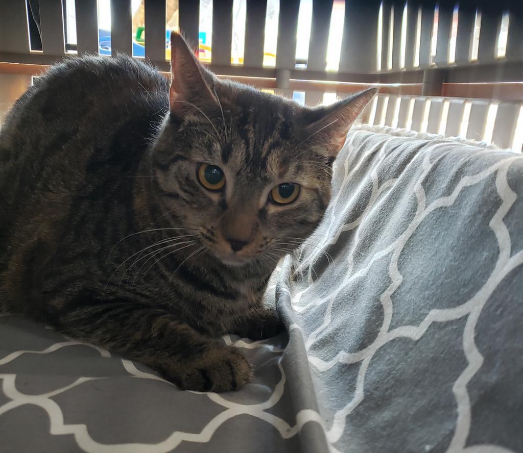 Army, Adoptable, Adult Female Domestic Short Hair.