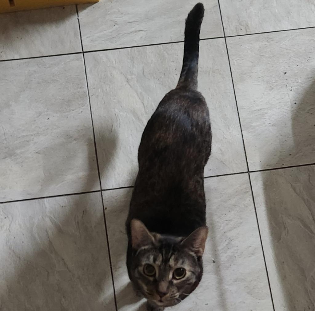 Enlarge Army, a Adoptable mixed breed in Tampa, FL image 3/3