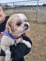 Enlarge Milly, an adoptable Shih Tzu in Dodgeville, WI image 5/5