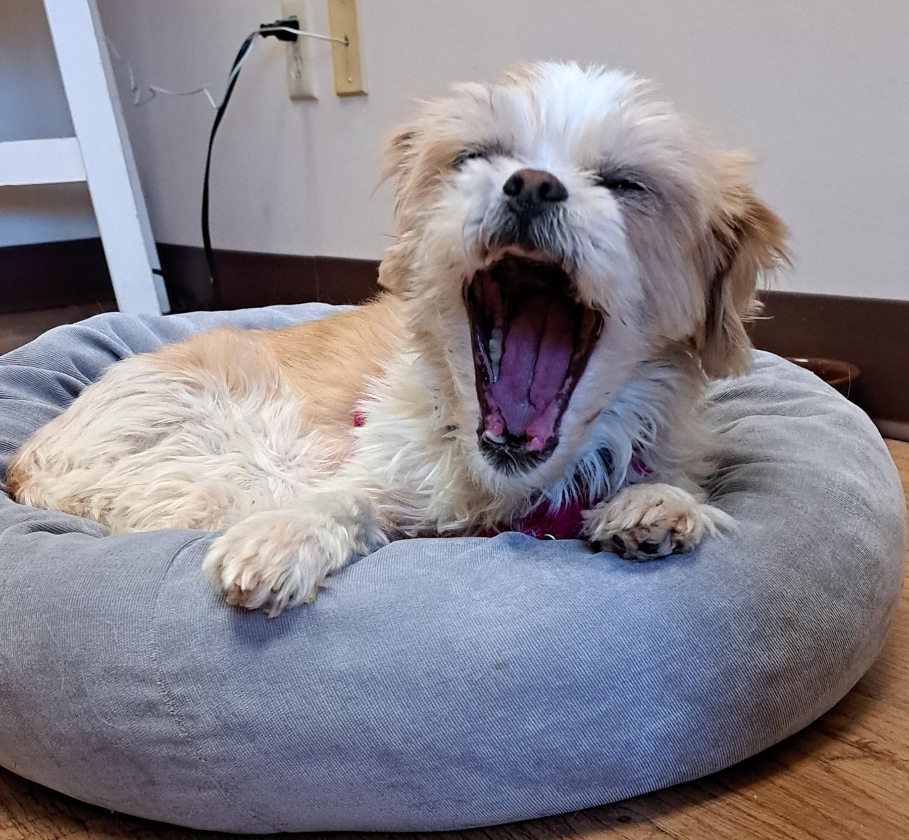 Enlarge Milly, an adoptable Shih Tzu in Dodgeville, WI image 2/5