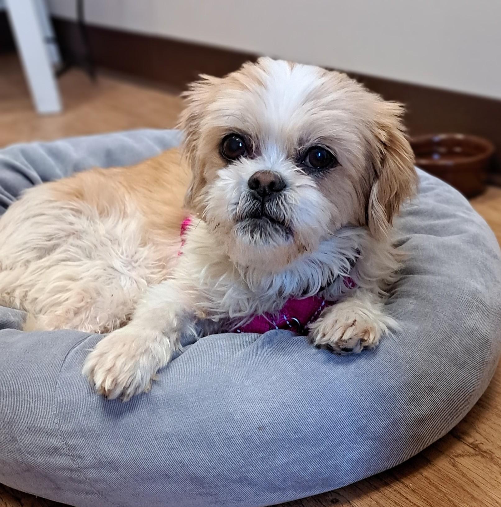 Milly, adoptable, Senior Female Shih Tzu.