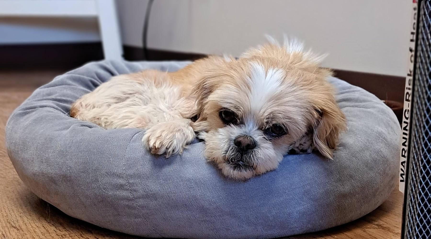 Enlarge Milly, an adoptable Shih Tzu in Dodgeville, WI image 3/5