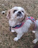 Enlarge Milly, an adoptable Shih Tzu in Dodgeville, WI image 4/5