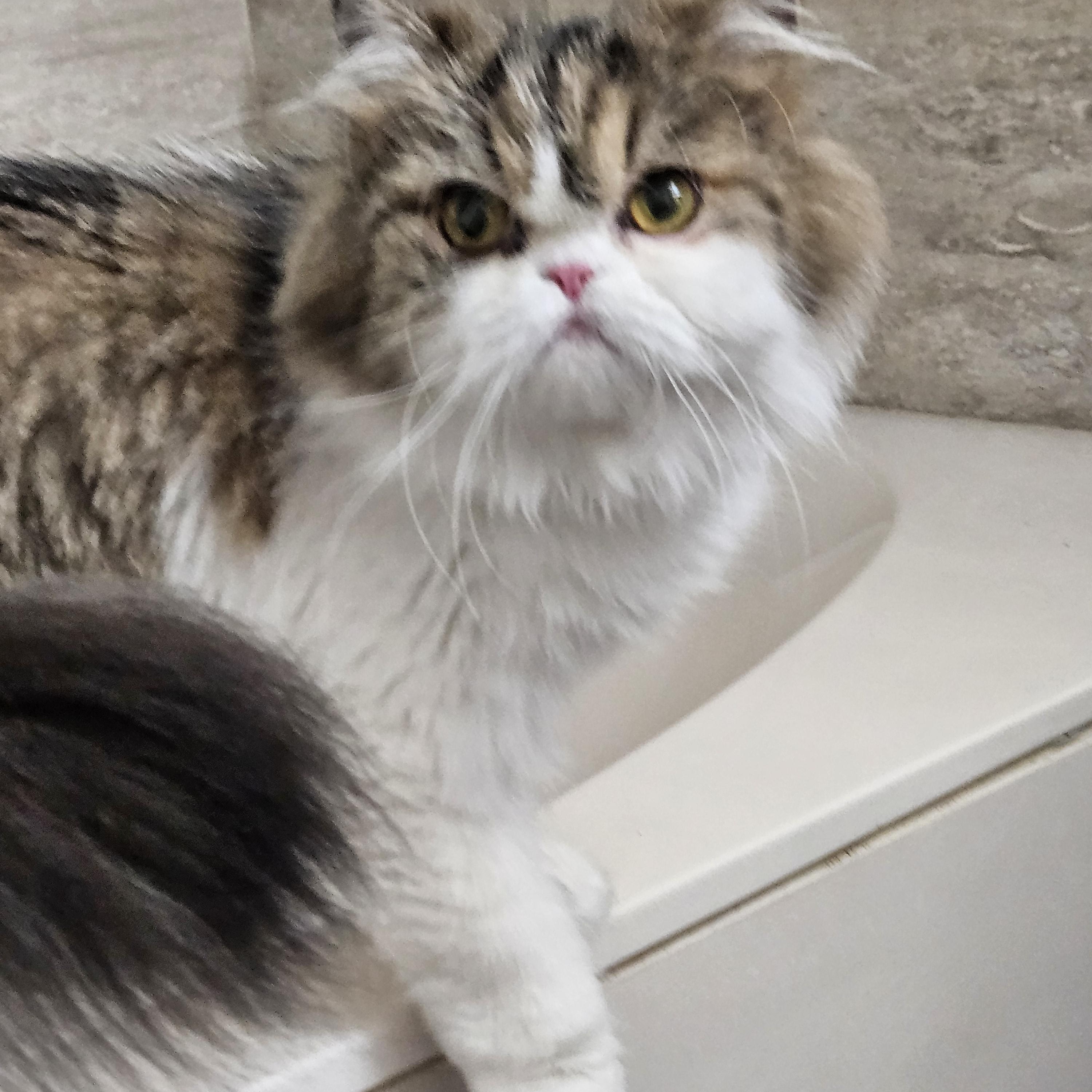Gigi, ADOPTABLE, Young Female Persian.