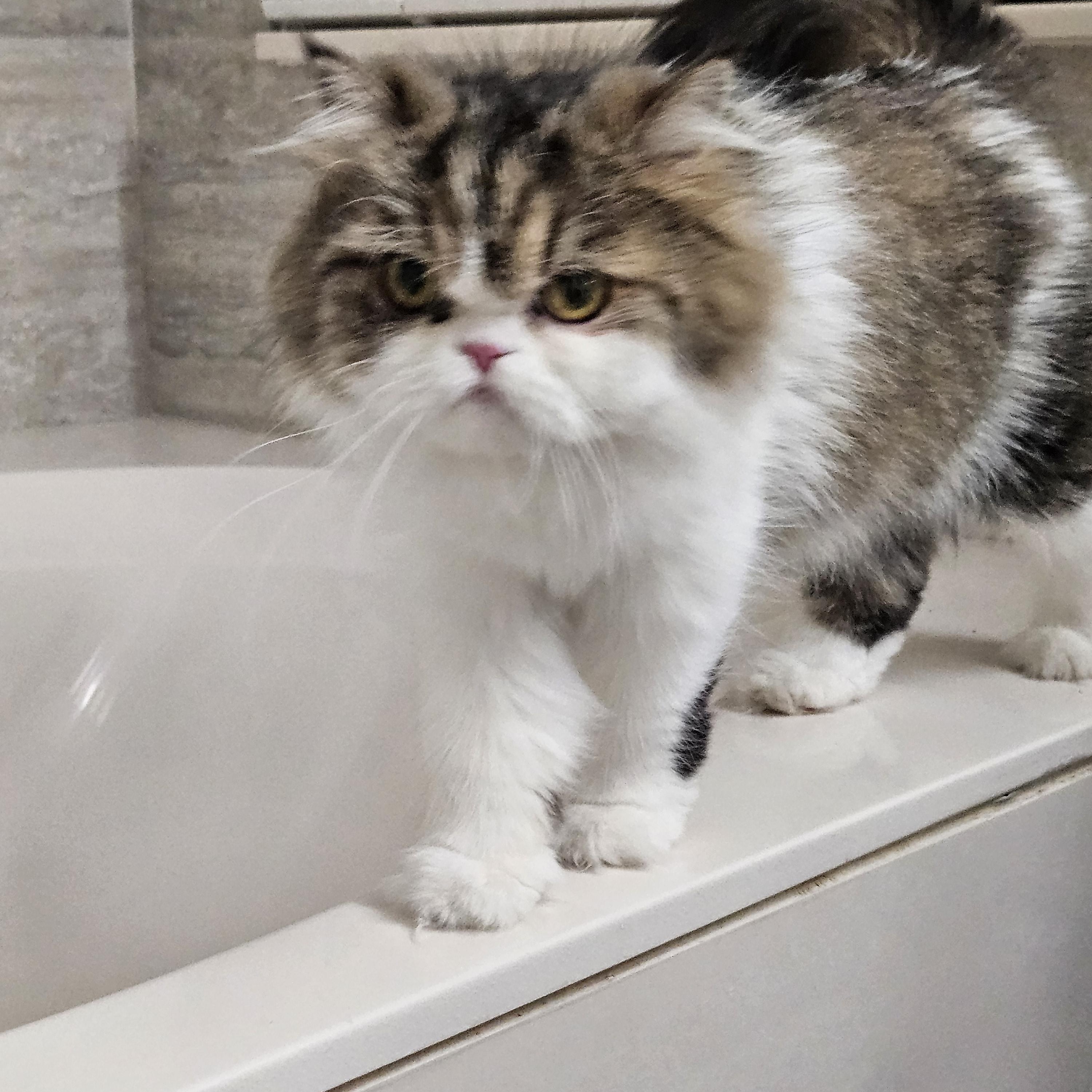 Gigi, a ADOPTABLE Persian in Orlando, FL image 3/3