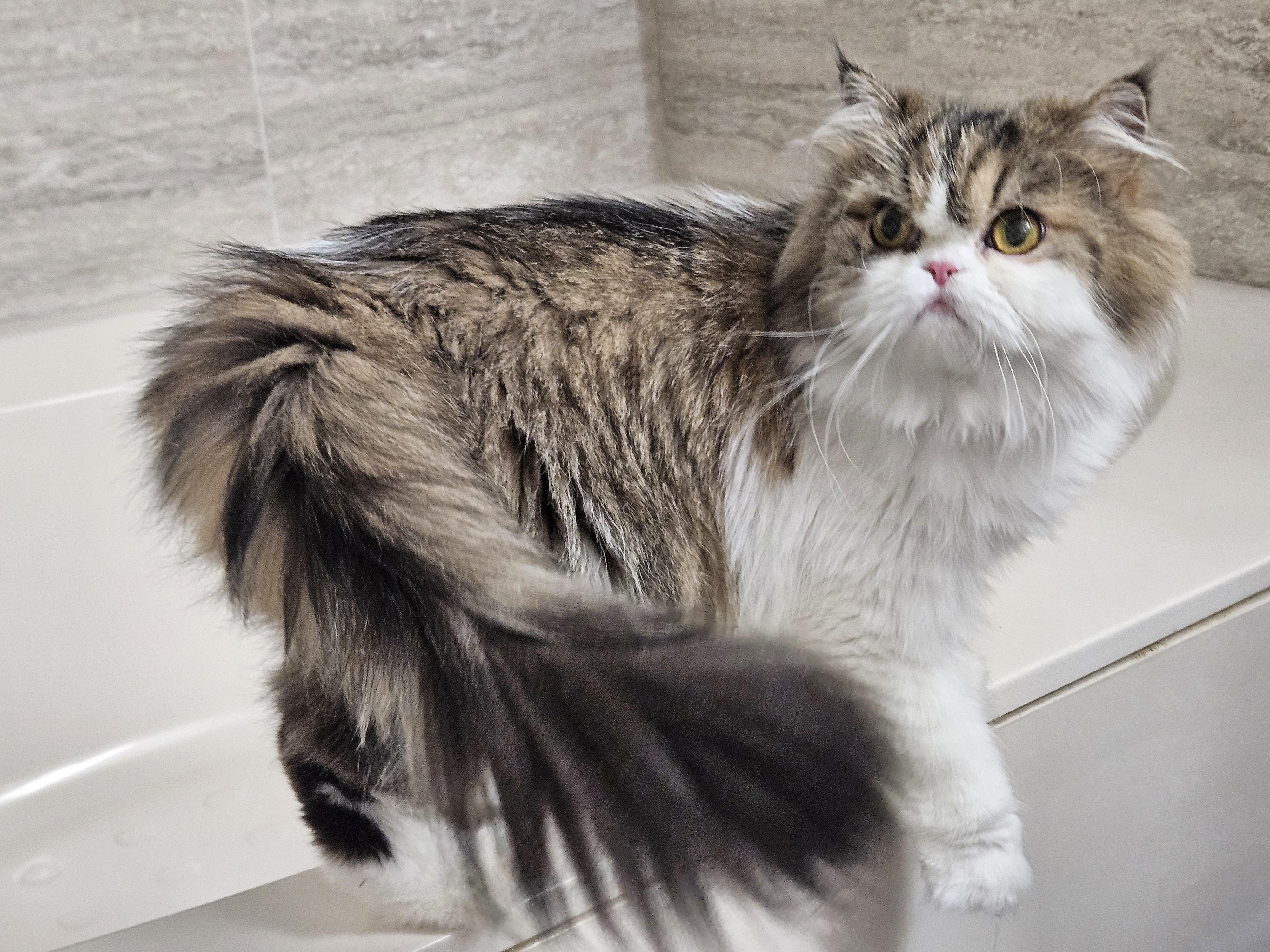 Gigi, a ADOPTABLE Persian in Orlando, FL image 2/3