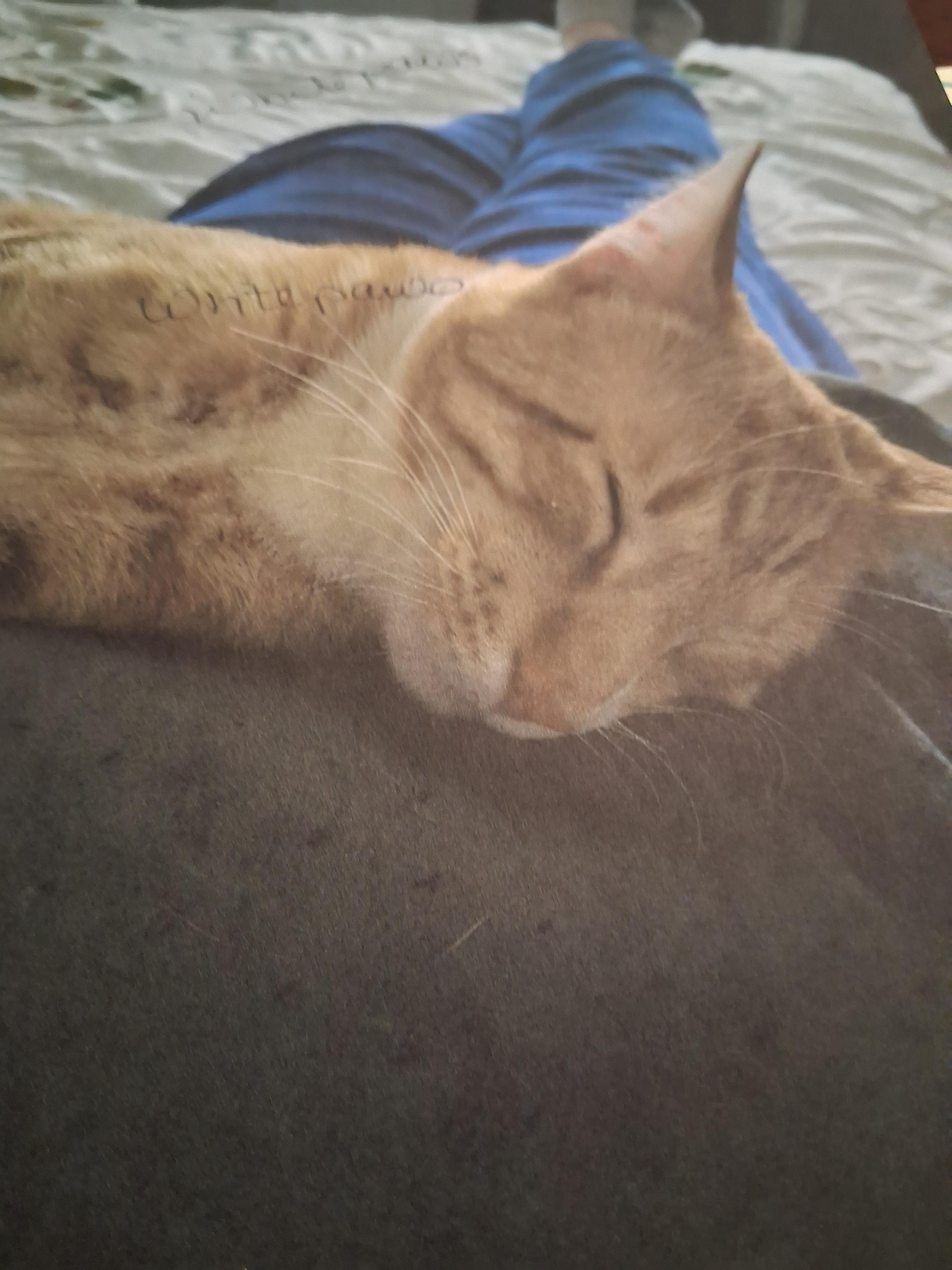 Carrot Top, Adoptable, Young Male Domestic Short Hair.