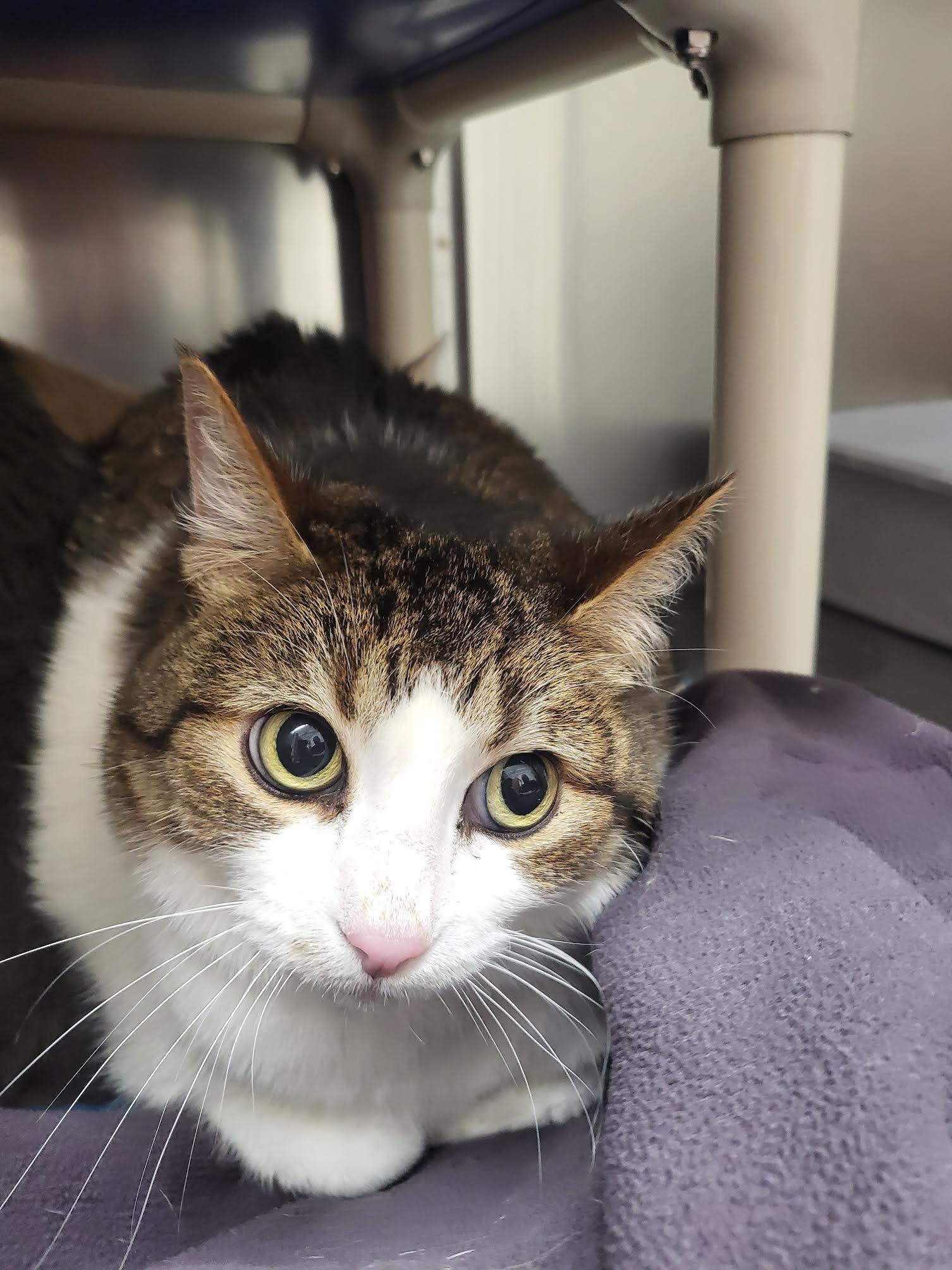 Sissy, an adoptable Domestic Short Hair in Homer, AK, 99603 | Photo Image 1