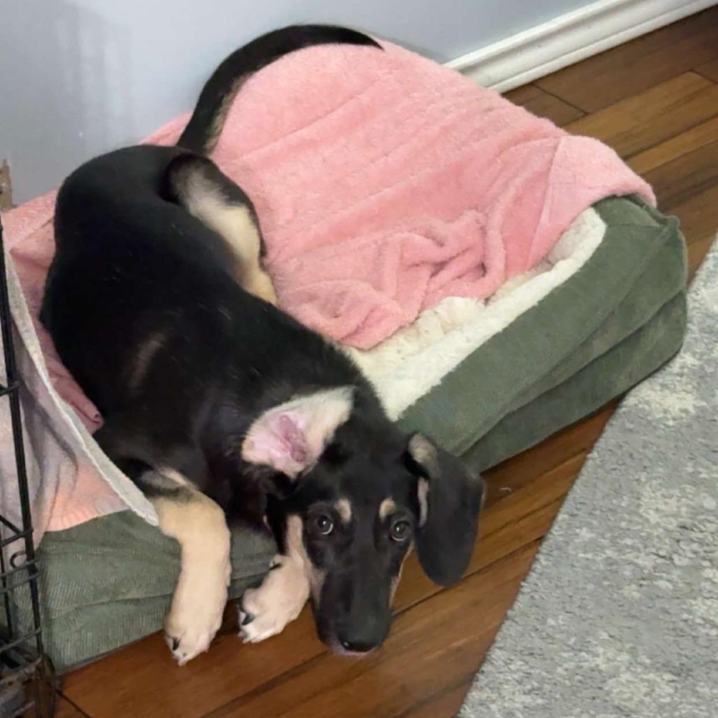 Rosita, Adoptable, Young Female German Shepherd Dog.