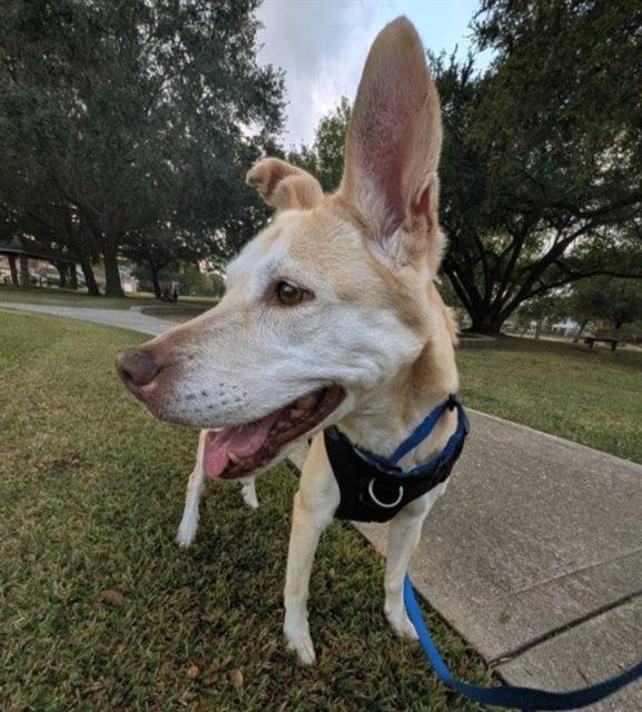 Enlarge HONEY, a Adoptable mixed breed in Sugar Land, TX image 1/1