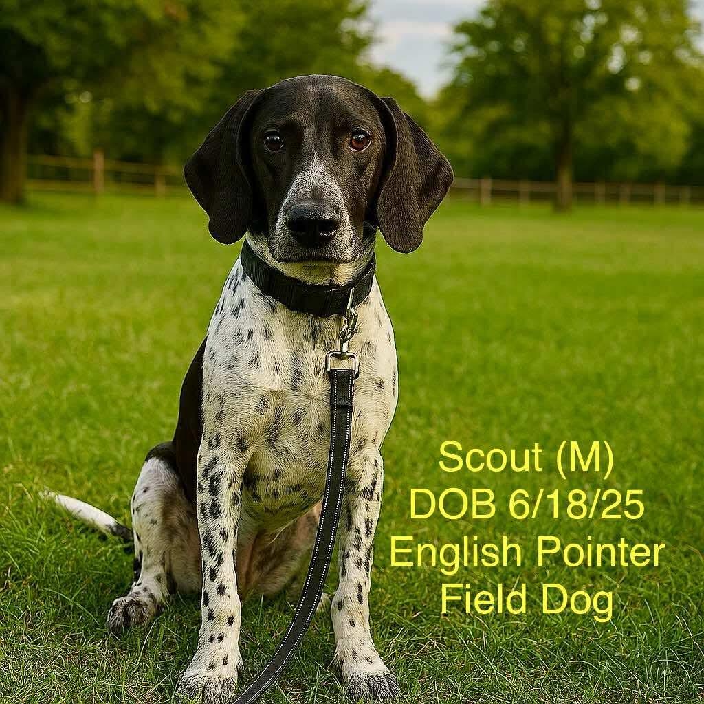 SCOUT, Adoptable, Young Male English Pointer.