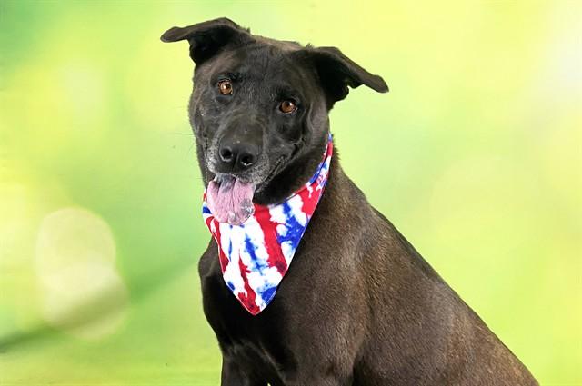 Enlarge SAM, a Adoptable Labrador Retriever in Fort Lauderdale, FL image 1/1