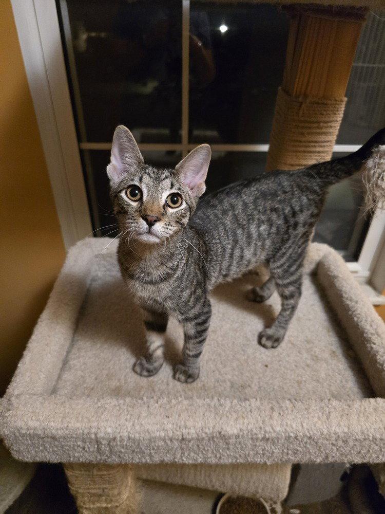 Enlarge Doug, a Adopted Domestic Short Hair in O'Fallon, MO image 1/3