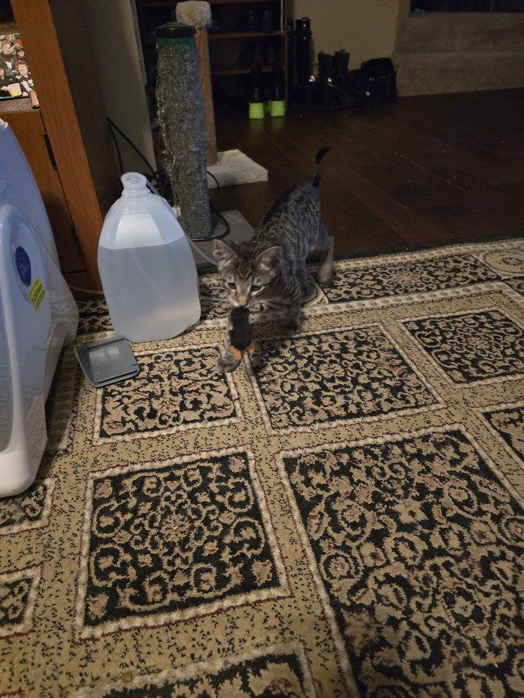 Enlarge Doug, a Adopted Domestic Short Hair in O'Fallon, MO image 2/3