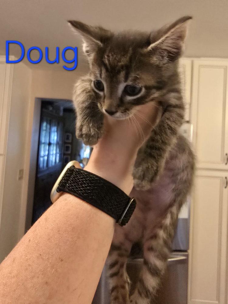 Enlarge Doug, a Adopted Domestic Short Hair in O'Fallon, MO image 3/3