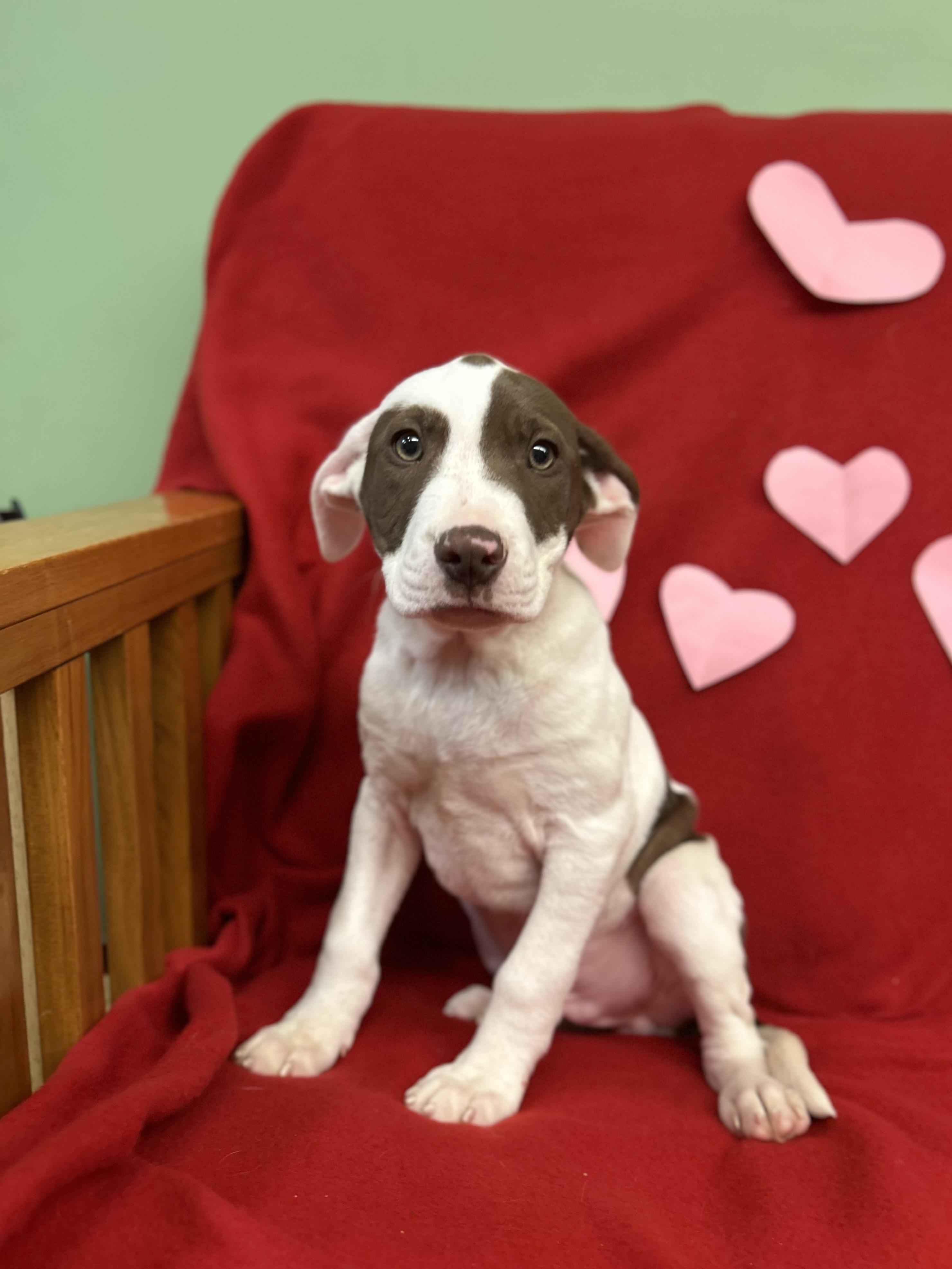 Vanilla , an adopted mixed breed in Howes Cave, NY image 1/2