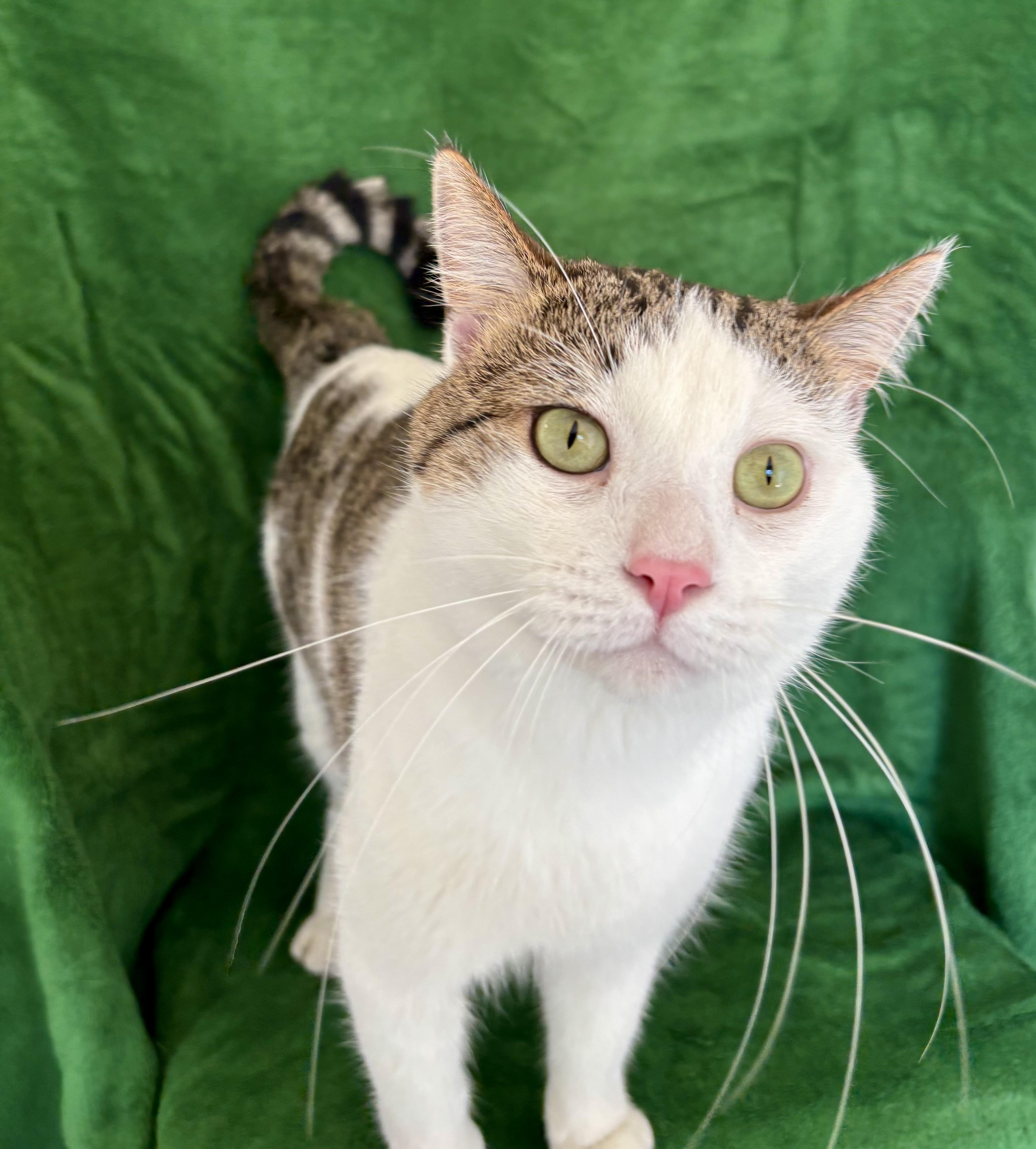 Enlarge Jack, an adopted Domestic Short Hair in Buffalo, MN image 1/1