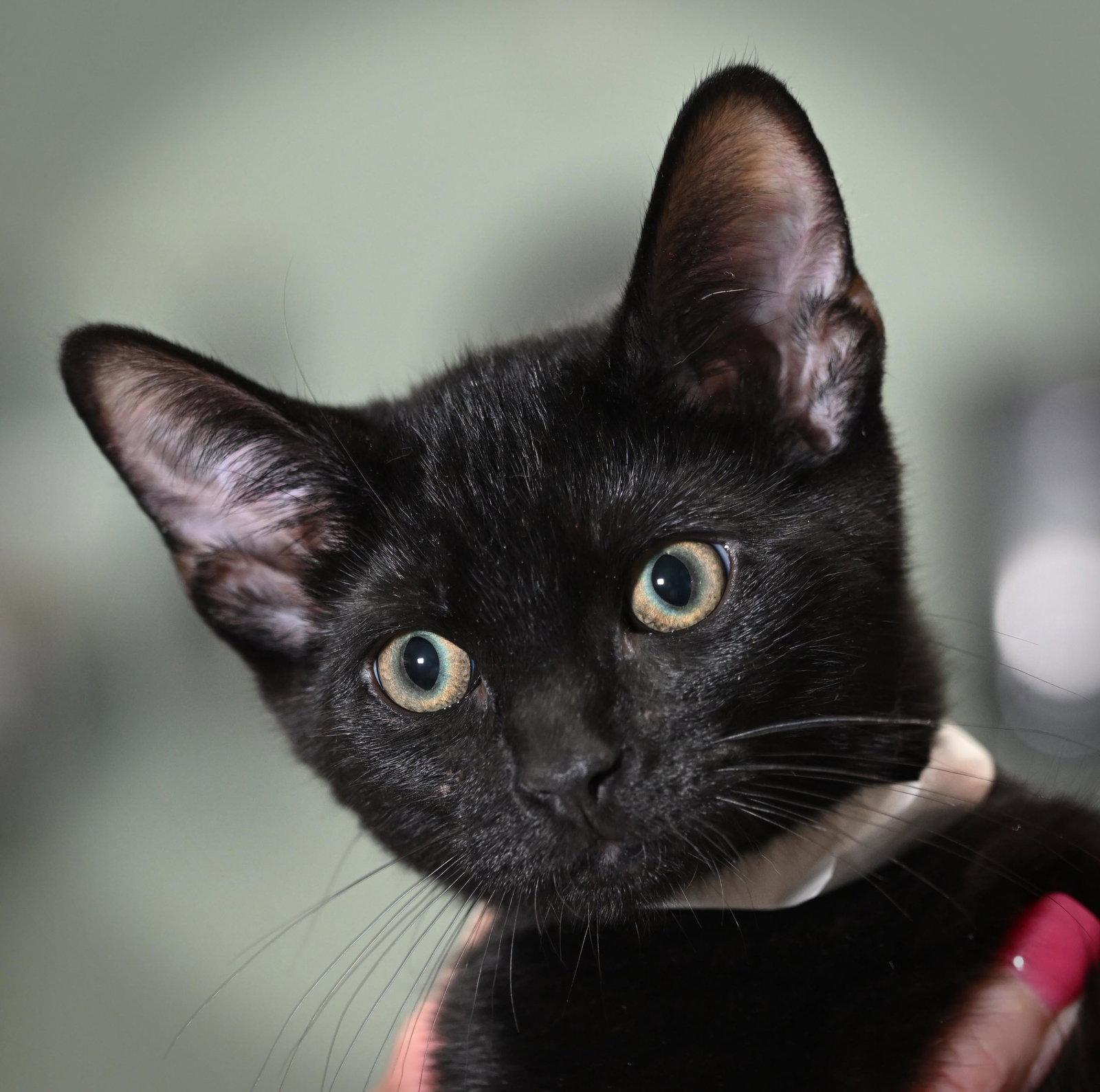 Kittens, Adoptable, Young Male Domestic Short Hair.