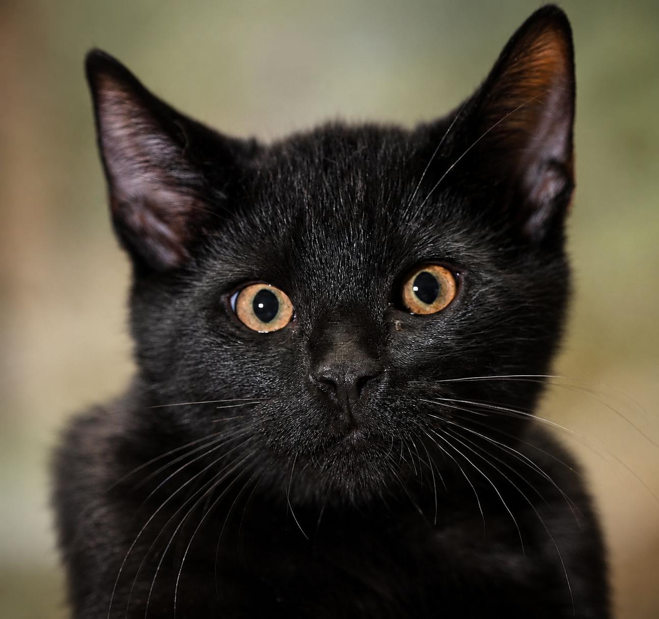 Enlarge Kittens, a Adoptable Domestic Short Hair in Salem, MA image 2/3