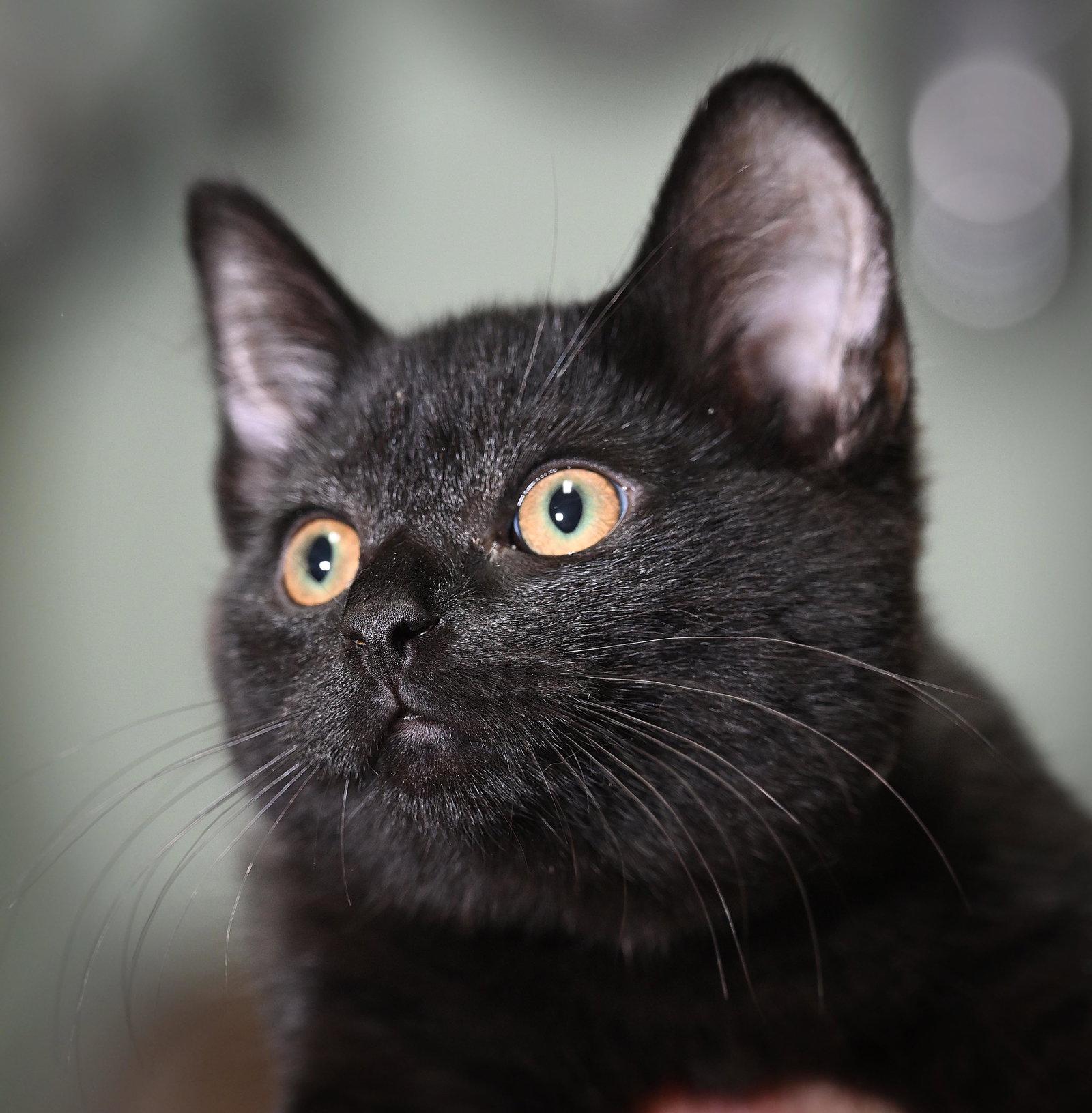 Enlarge Kittens, a Adoptable Domestic Short Hair in Salem, MA image 3/3