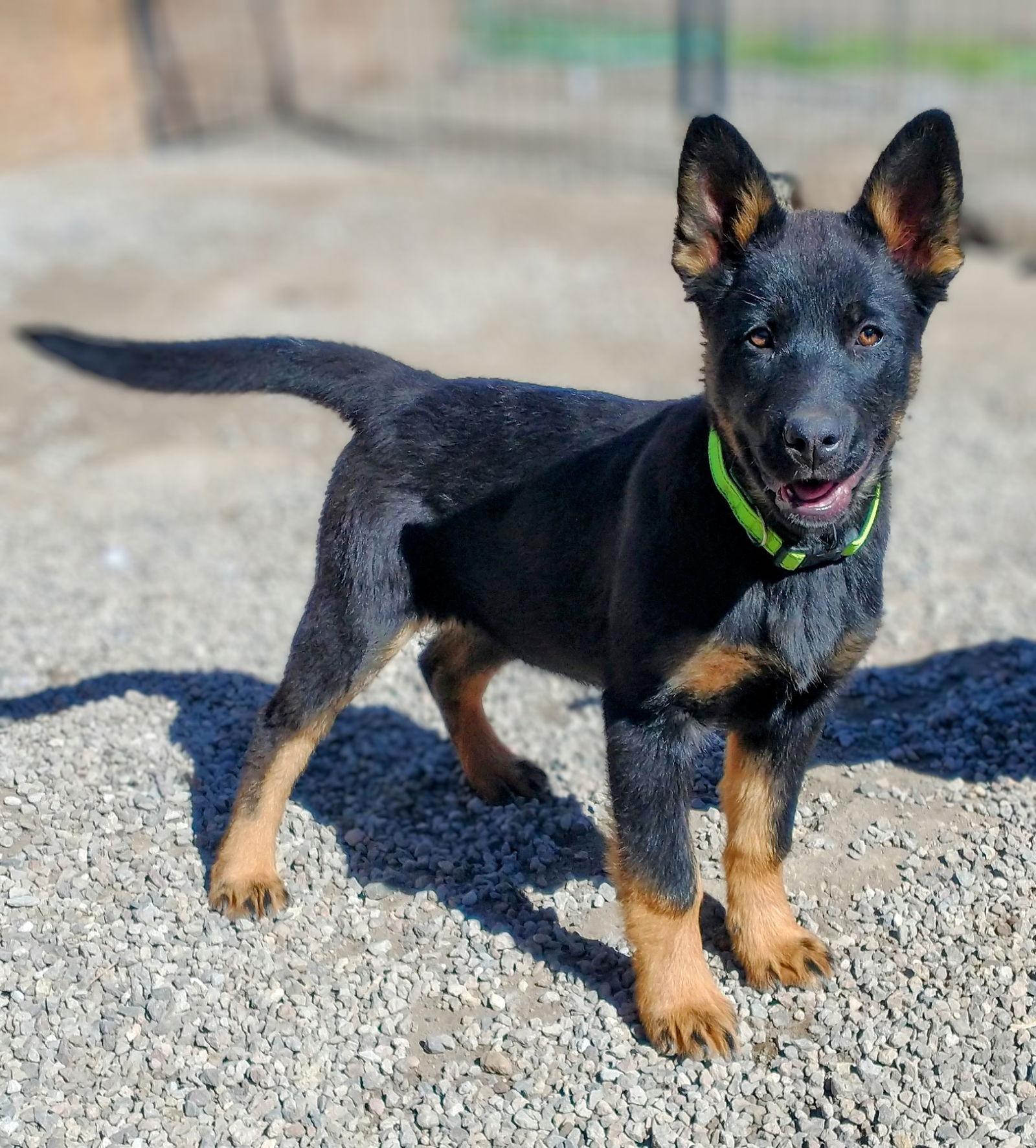 Yeti, Adopted, Puppy Female German Shepherd Dog.
