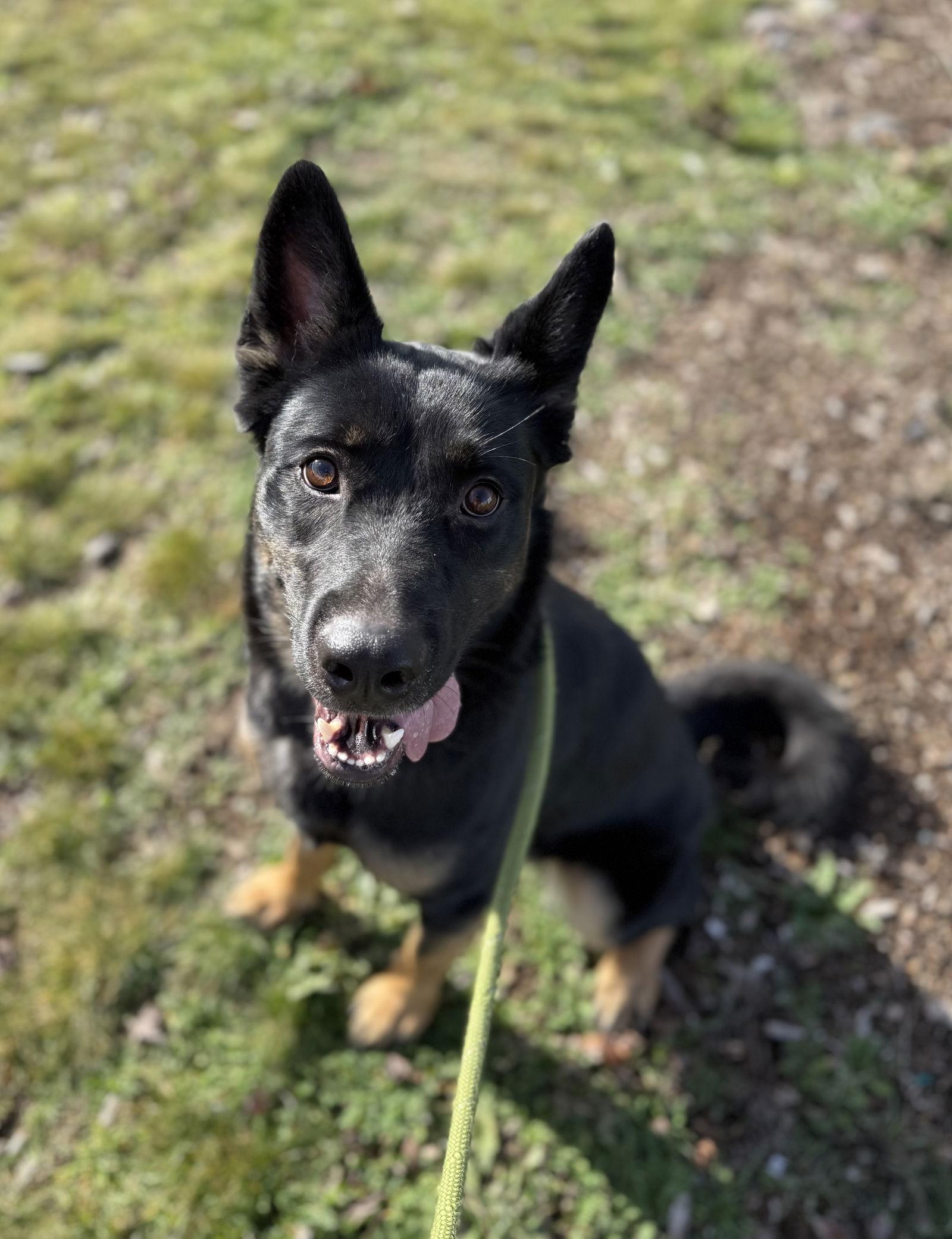 Yeti, a Adopted German Shepherd Dog in Yreka, CA image 2/3