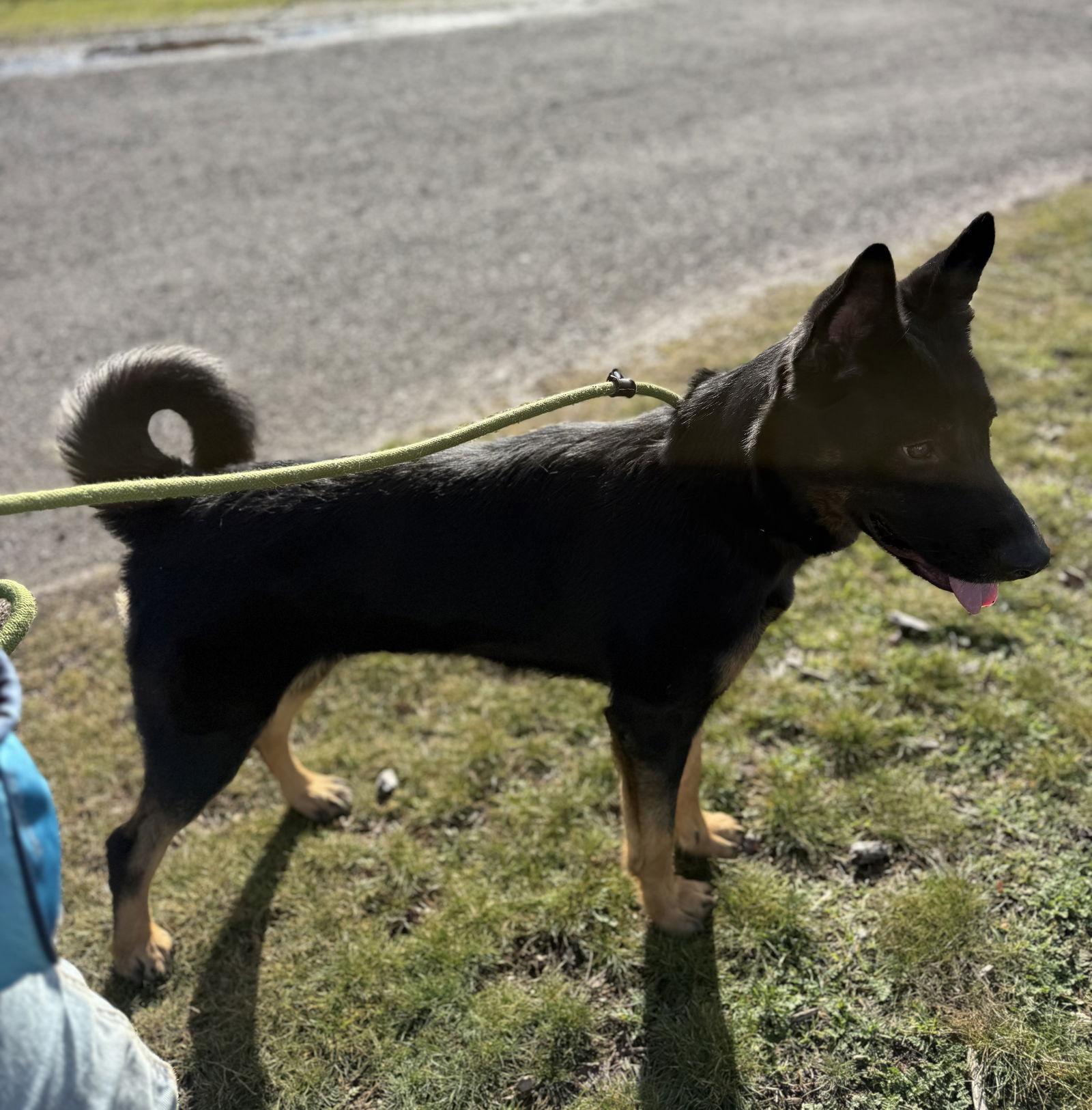 Yeti, a Adopted German Shepherd Dog in Yreka, CA image 3/3