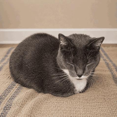 Noah, an adopted Domestic Short Hair in Berkeley Heights, NJ image 2/3