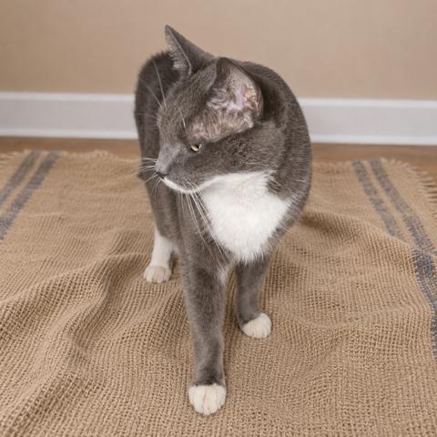 Noah, an adopted Domestic Short Hair in Berkeley Heights, NJ image 3/3