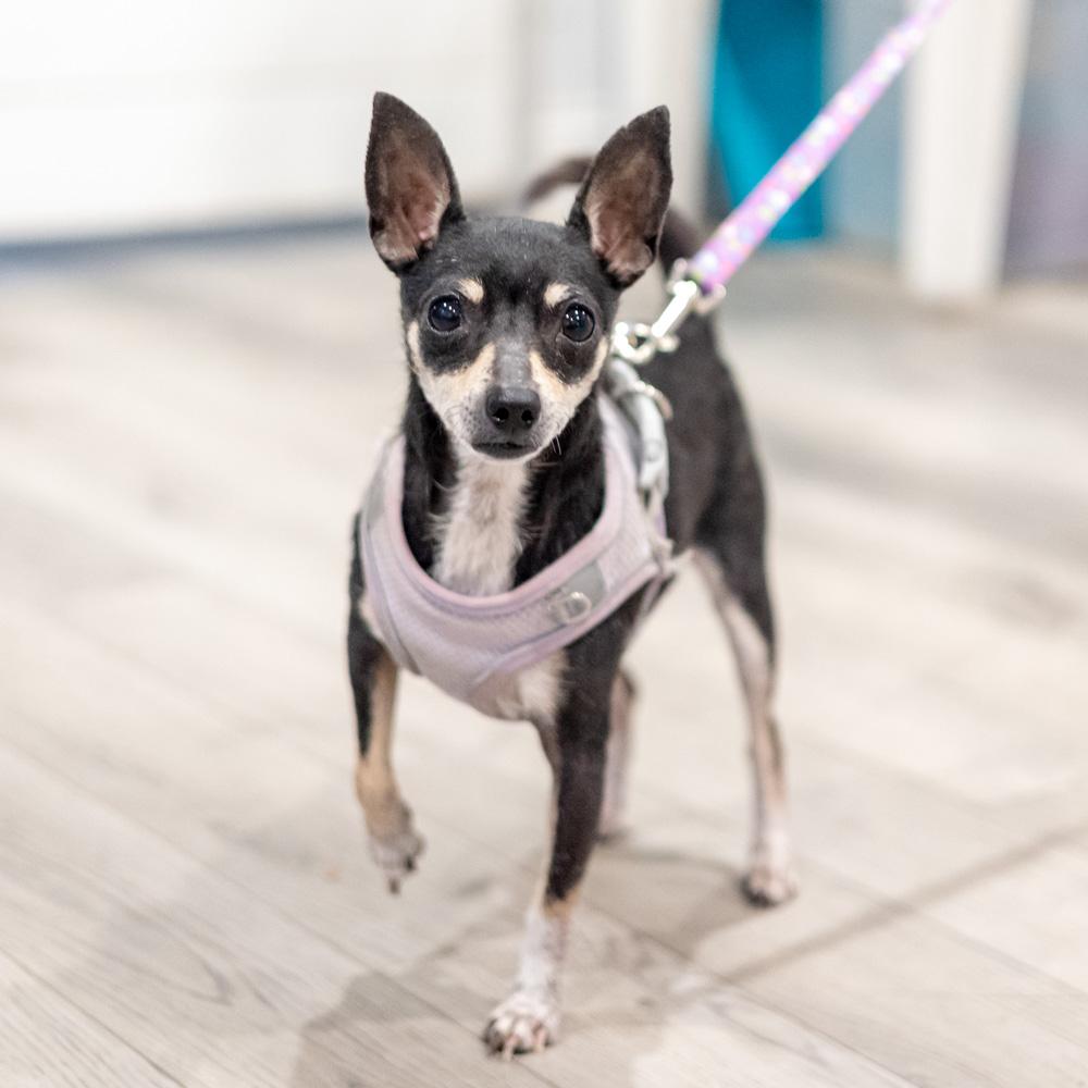 Enlarge Maggie  (Female), a Adoptable Chihuahua in West Grove, PA image 3/6