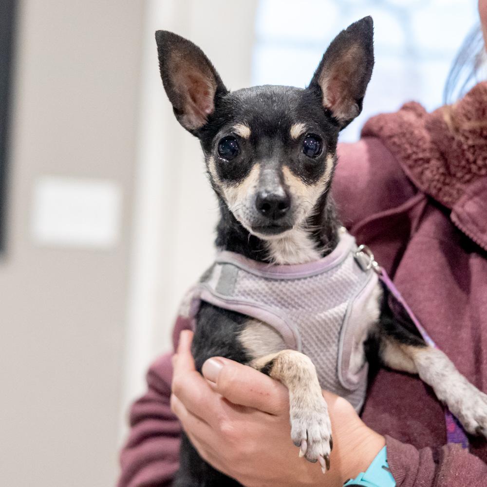 Enlarge Maggie  (Female), a Adoptable Chihuahua in West Grove, PA image 1/6