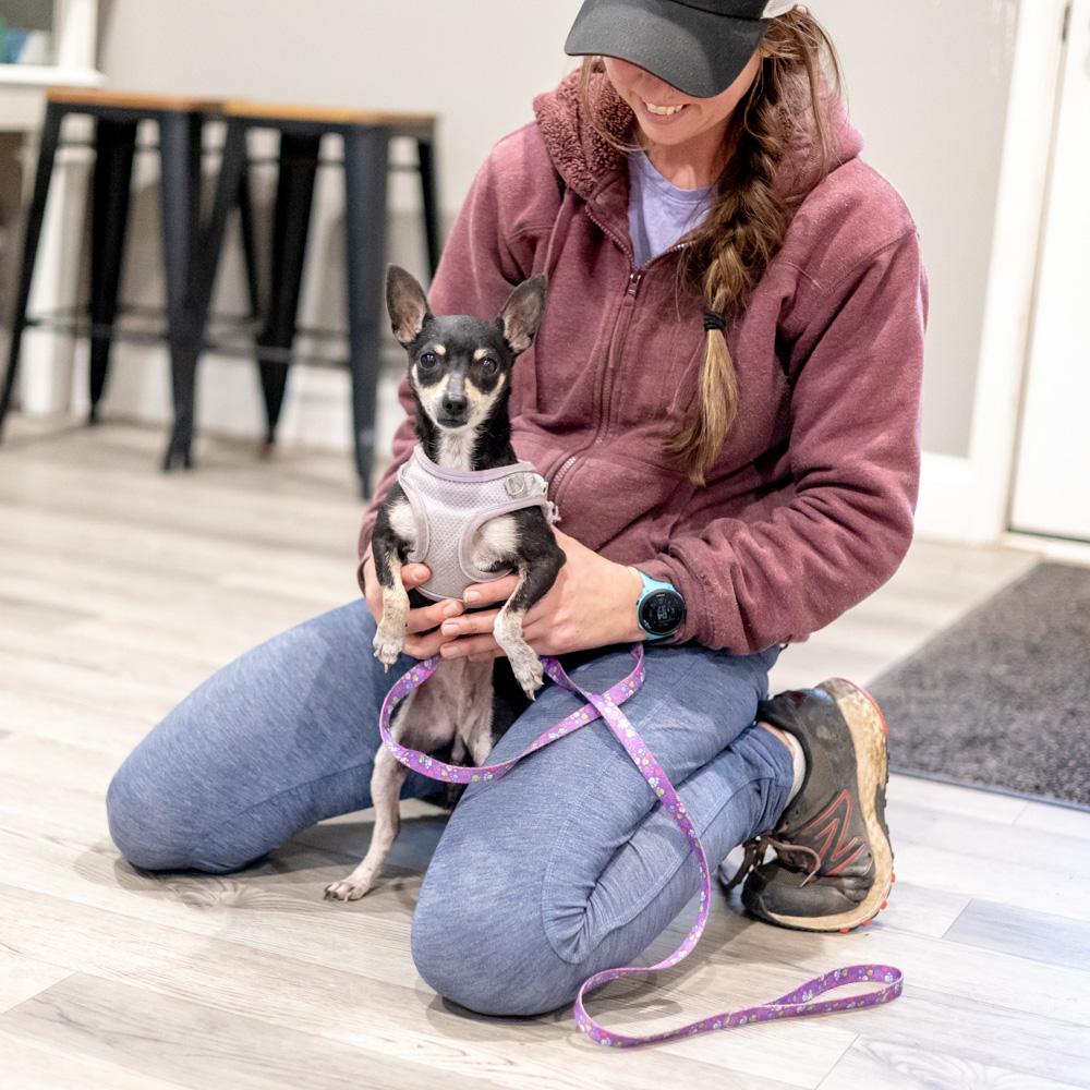 Enlarge Maggie  (Female), a Adoptable Chihuahua in West Grove, PA image 2/6