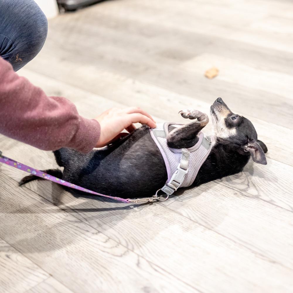 Enlarge Maggie  (Female), a Adoptable Chihuahua in West Grove, PA image 5/6