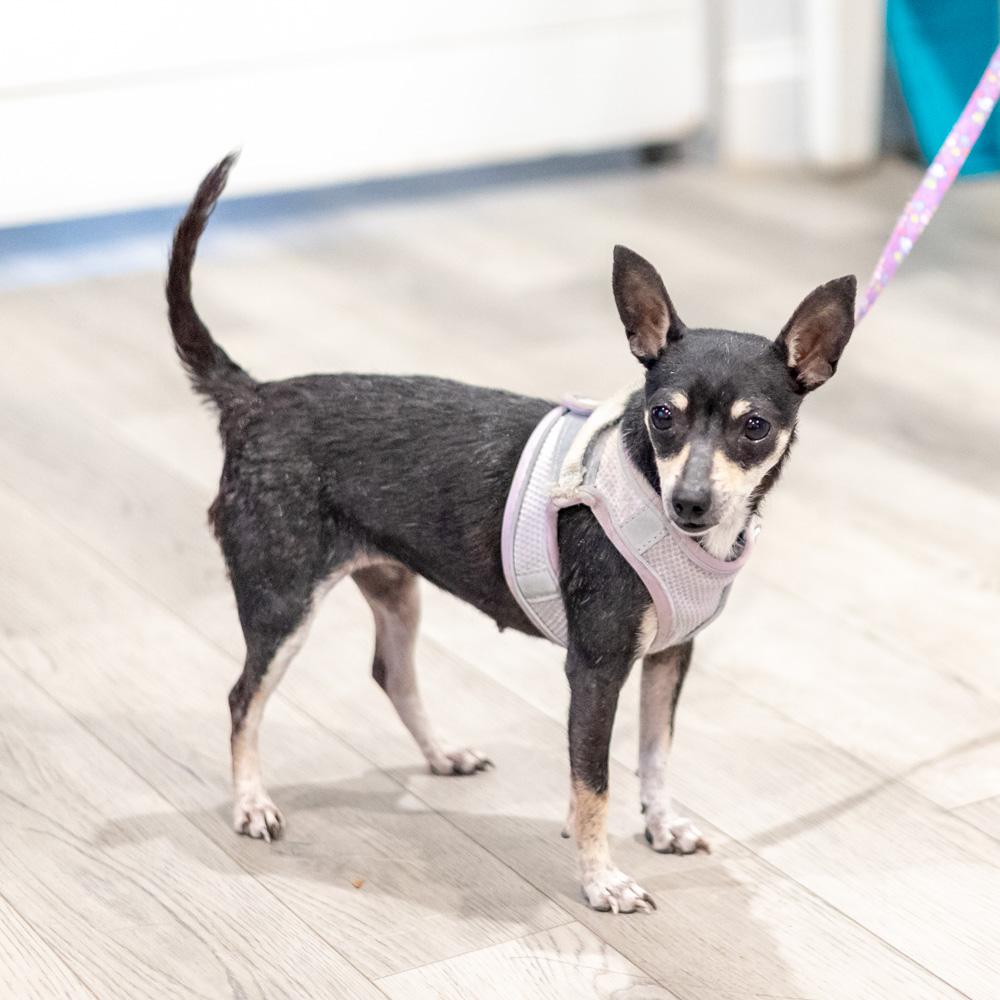 Enlarge Maggie  (Female), a Adoptable Chihuahua in West Grove, PA image 6/6