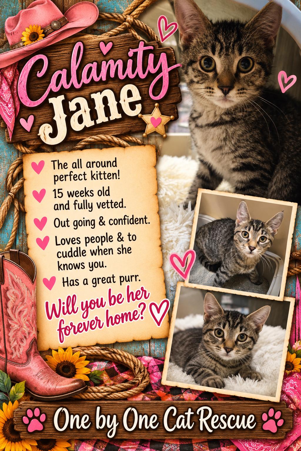 Enlarge Calamity Jane, a Adoptable Domestic Short Hair in Temple, PA image 1/1